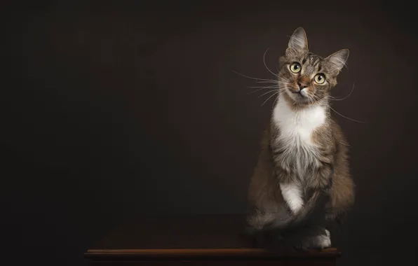 Cat, cat, look, pose, the dark background, table, face, sitting
