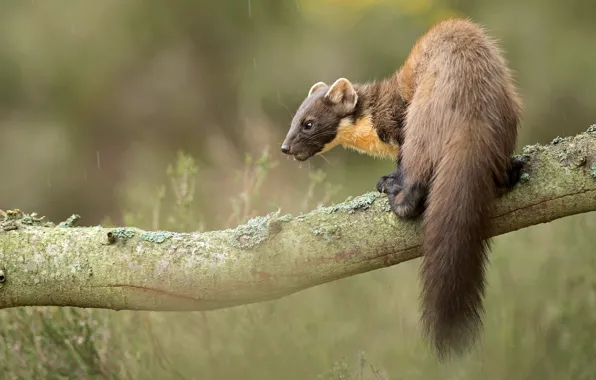 Look, nature, pose, background, tree, back, branch, muzzle