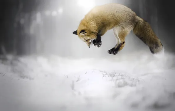 Winter, snow, Fox