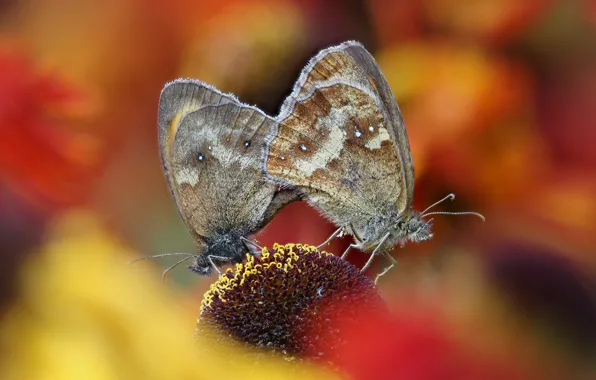 Macro, butterfly, a couple, pairing