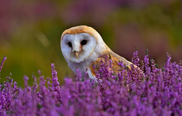 Picture field, grass, flowers, nature, owl, bird, the barn owl, Heather