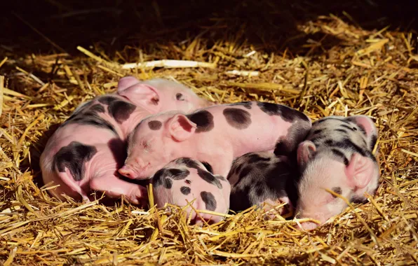 Light, comfort, sleep, hay, straw, pink, kids, company