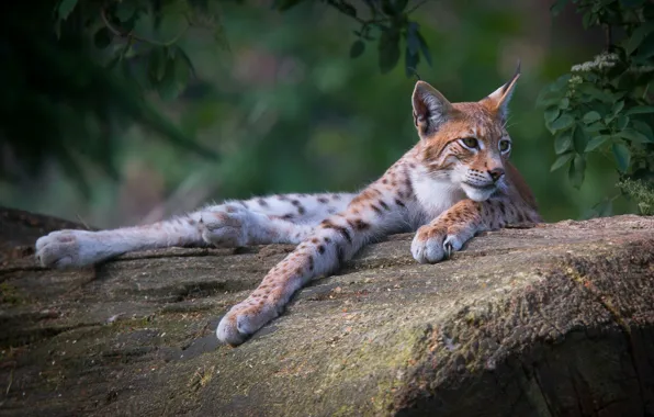 Picture look, face, leaves, trees, nature, pose, background, stay