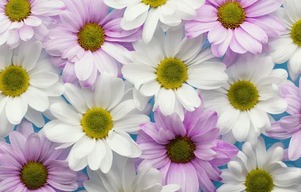 Macro, flowers, chamomile, pink, white, chrysanthemum, a lot