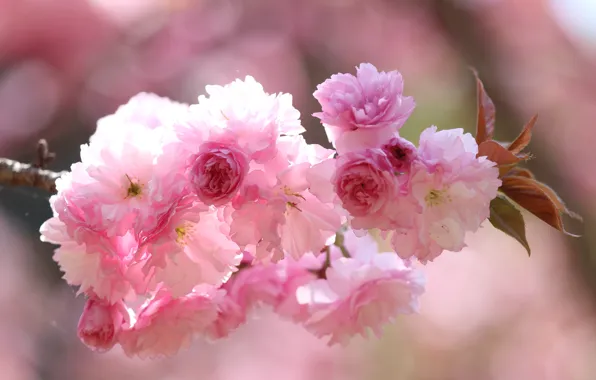 Light, flowers, branch, spring, Sakura, pink, buds, flowering