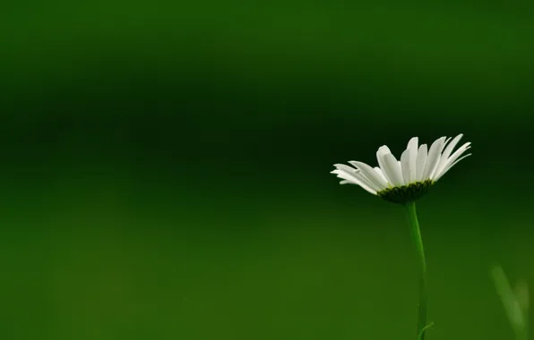 Picture flower, petals, stalk, white flower