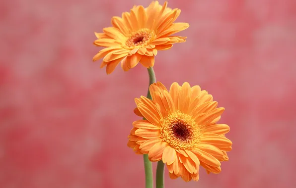 Petals, stem, pair, gerbera