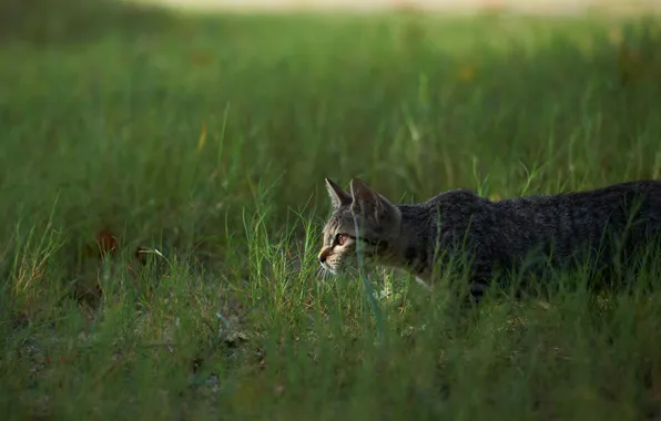 Cat, grass, hunting