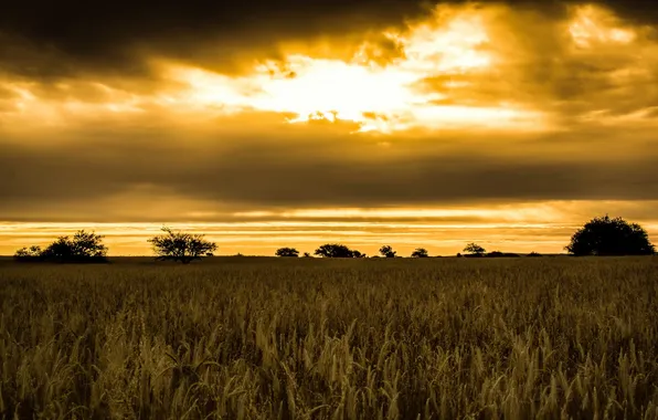 Field, the sky, night