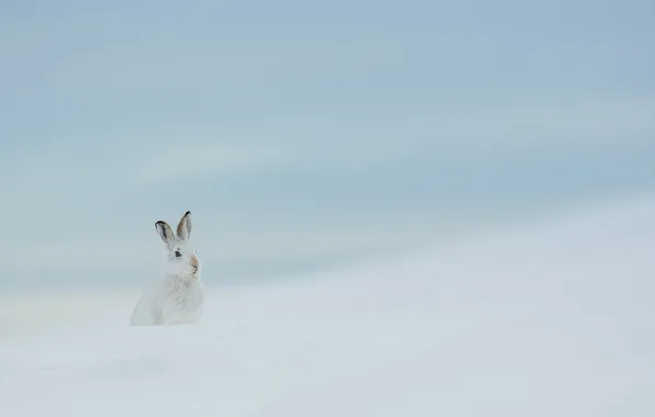 Winter, nature, hare