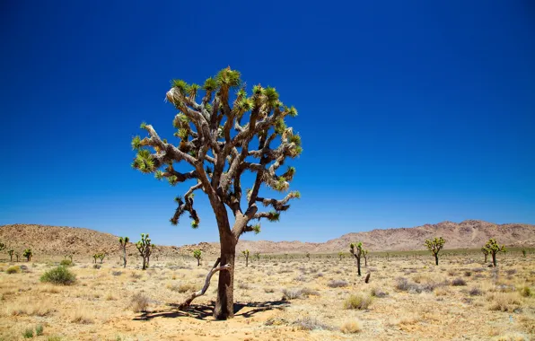 Charming sunset at Joshua Tree National Park Wall Mural  Buy online at  Europosters