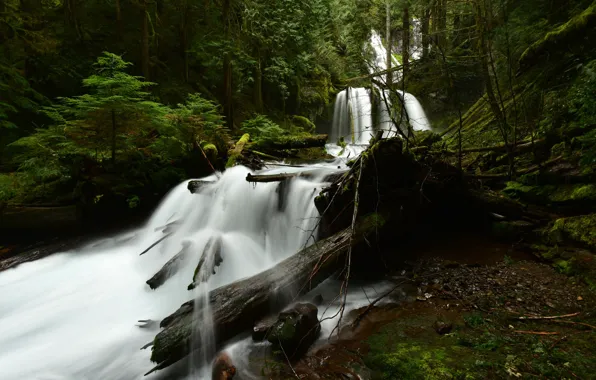 Picture forest, trees, river, waterfall, stream, CA, USA, Carson