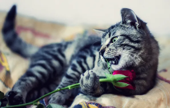 Cat, flower, cat, look, pose, kitty, grey, the game