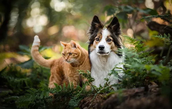 Cat, cat, look, leaves, nature, pose, together, dog