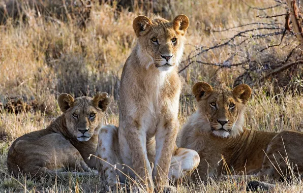 Picture nature, lions, trio