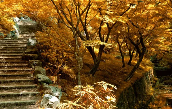 Autumn, trees, nature, ladder, Nature, trees, autumn, stupenki