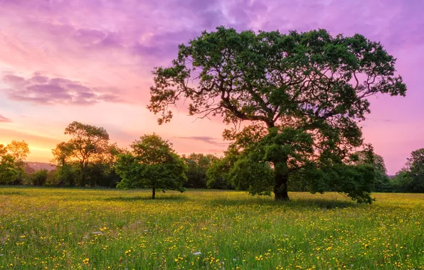 Picture the sky, clouds, flowers, tree, meadow