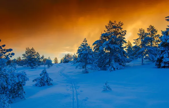 Winter, snow, Norway, pine
