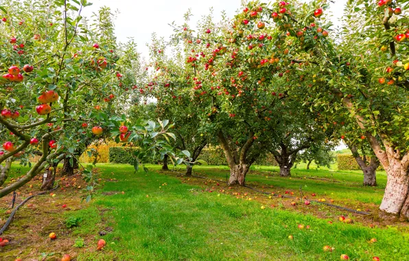 The sky, grass, trees, nature, lawn, apples, plants, grass