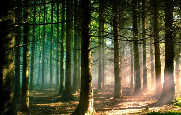 Picture forest, light, nature
