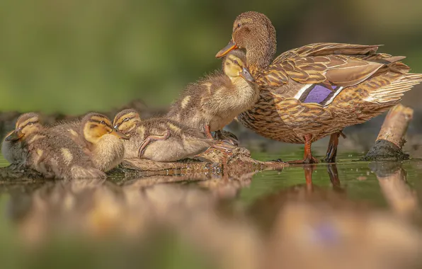 Birds, ducklings, duck, family