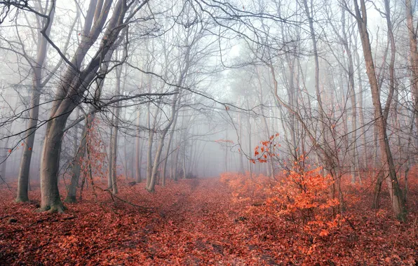 Autumn, forest, fog, foliage, morning, Radoslaw Dranikowski