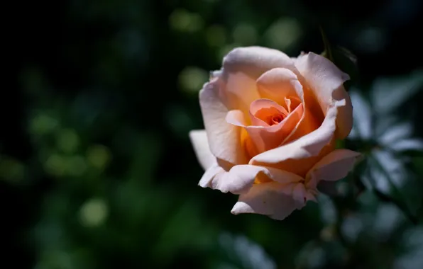 Flower, green, background, dark, rose, orange, petals, garden