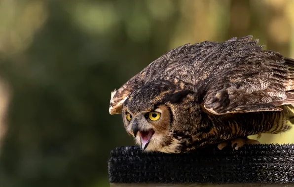 Pose, owl, bird, Creek, bokeh, owl
