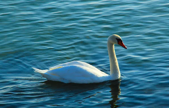 Swan, bird, water