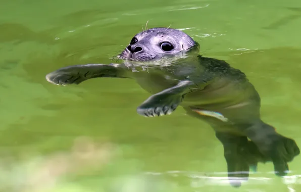 Eyes, look, water, pose, seal, legs, baby, bathing