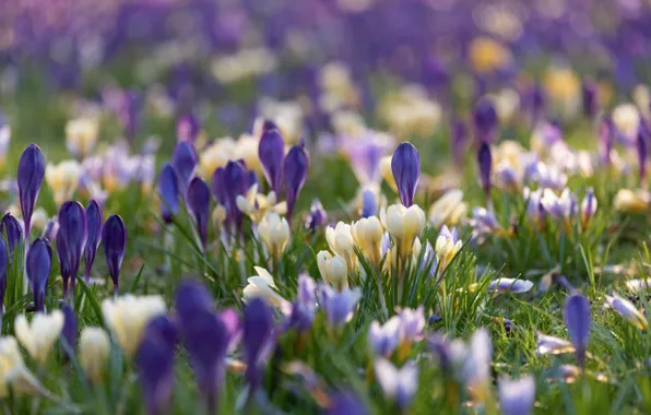 Grass, flowers, glade, blur, spring, purple, crocuses, white