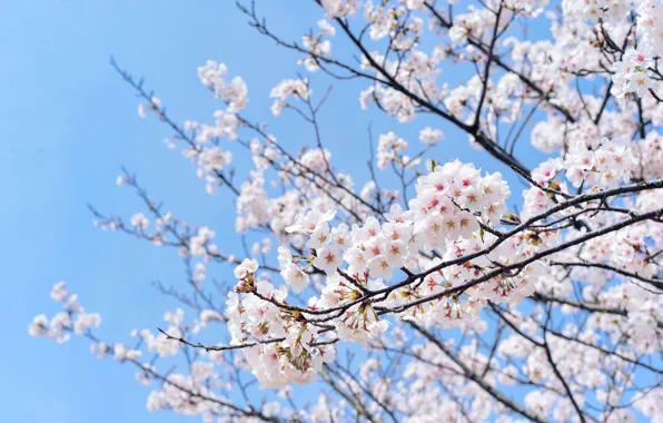 Picture the sky, flowers, branches, cherry, spring, Sakura, white, flowering