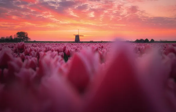 Field, flowers, Spring, morning, tulips, Netherlands, windmill