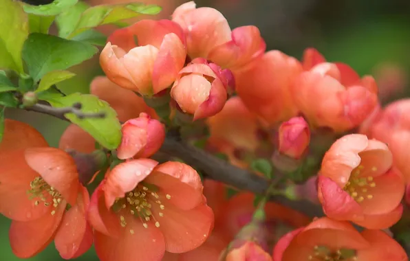 Macro, flowers, branch, petals, buds, flowering