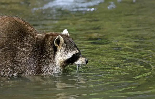 Face, bathing, raccoon, profile, pond