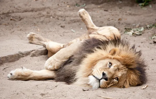 Picture sand, cat, look, stay, Leo, mane