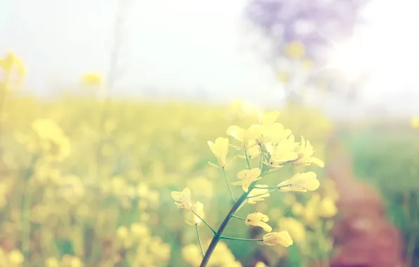 Picture macro, flowers, nature, plant, flowers, flowering, wallpapers, nature Wallpaper