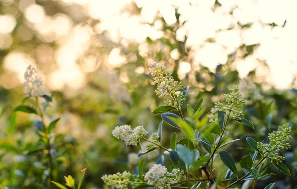Picture greens, leaves, macro, light, nature, green, glare, plant