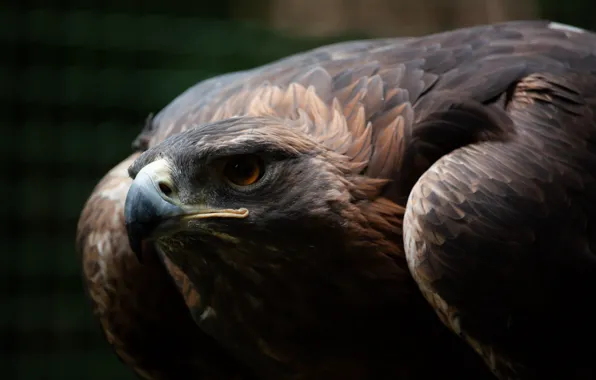 Picture Golden Eagle, Beak, Eagle, Predator, Beak, Eagle, Golden Eagle, Golden