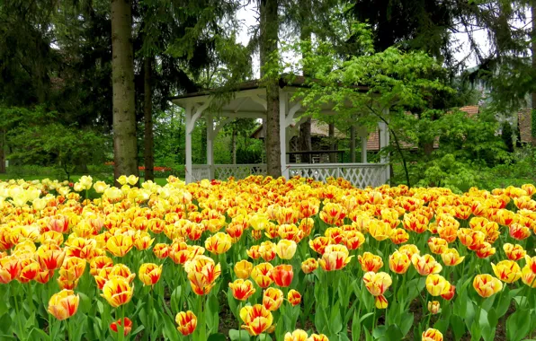 Picture trees, Park, spruce, spring, tulips, Netherlands, gazebo, tulips