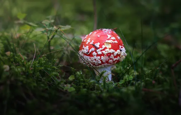 Picture forest, grass, thickets, mushrooms, moss, mushroom, mushroom