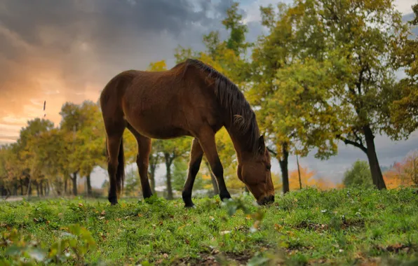 Autumn, trees, nature, Park, horse, horse, grazing