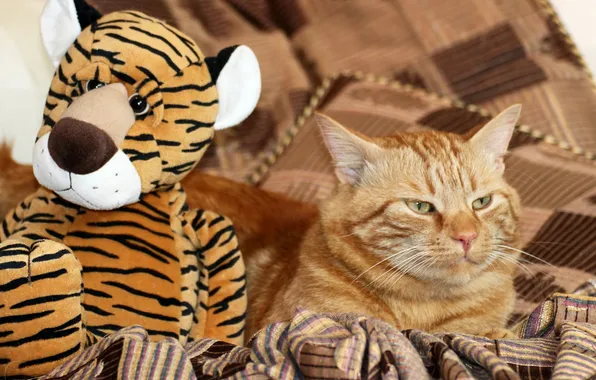 Cat, cat, look, pose, face