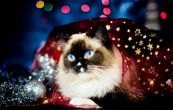 Cat, cat, look, pose, ball, Christmas, New year, blue eyes