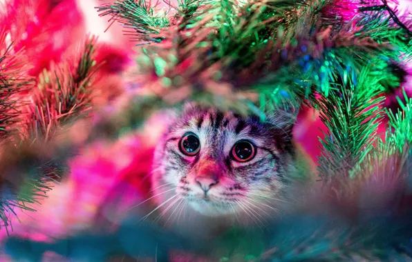 Picture cat, cat, look, face, light, branches, tree, new year