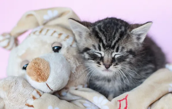 Picture toy, sleep, kitty