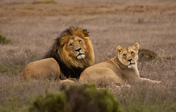 Picture field, look, face, stay, Leo, pair, lies, lioness