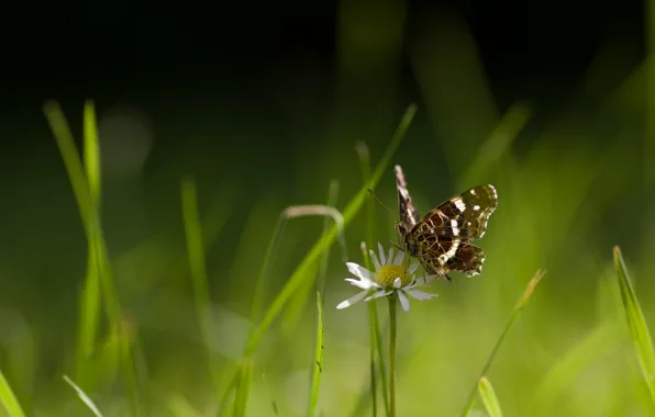 Picture summer, grass, macro, light, flowers, butterfly, chamomile, insect