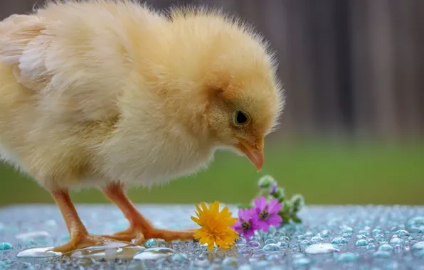Picture yellow, chickens, baby