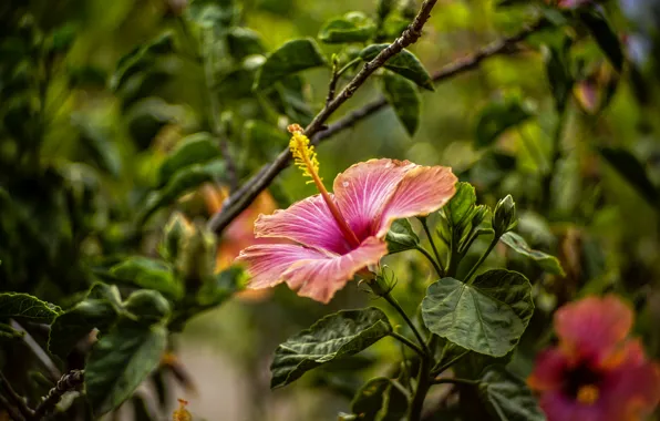 Flower, macro, flowers, blur, stamens, pistil, hibiscus, Wallpaper from lolita777
